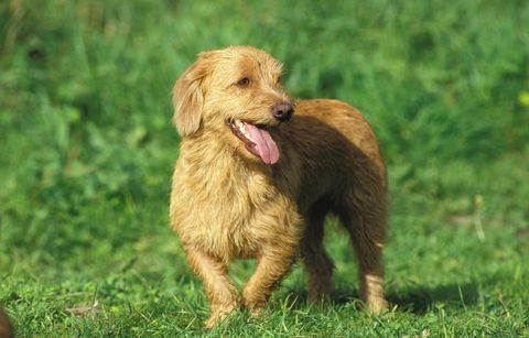 brittaby fawn basset dog o basset fauve de bretagne, adulto in piedi sull'erba