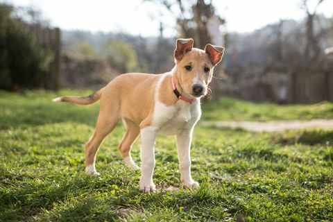 cucciolo di collie liscio