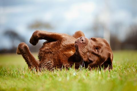 marrone labrador retriever cane rotolando sull'erba