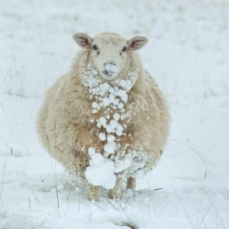 Meteo per il Regno Unito: Met Office risponde alle gelide previsioni invernali