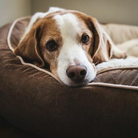 l'unica stanza in cui il tuo cane non dovrebbe essere lasciato solo, secondo un nuovo studio