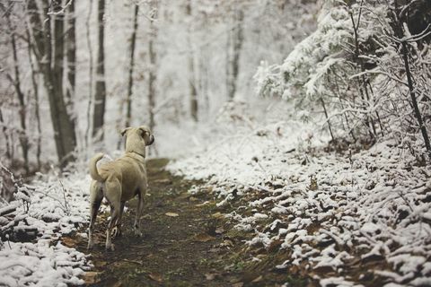 Cane sulla pista innevata