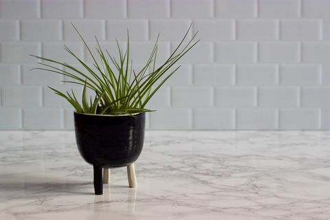 piante ad aria in vaso di ceramica