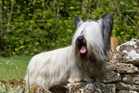 cane skye terrier