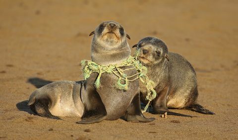 Seal Pup soffocamento sulla lenza