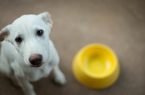 ciotola per cibo per cani