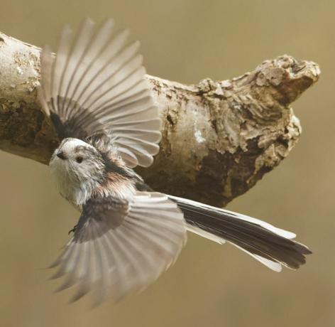 fotografia di uccelli fauna selvatica del giardino