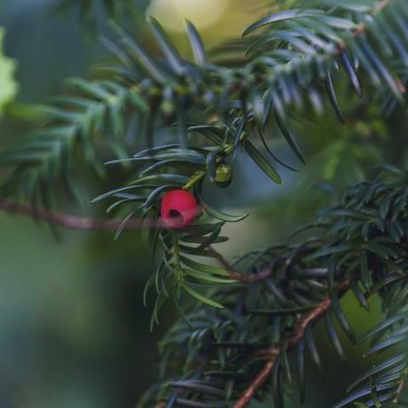 bacca rossa appesa all'albero di tasso