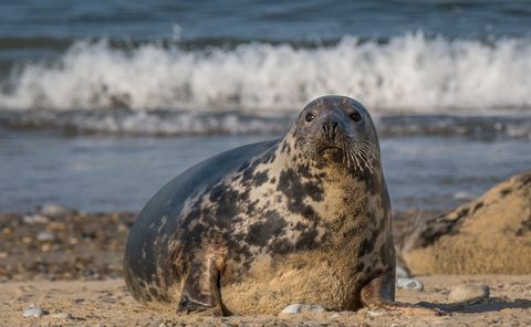 migliaia di cuccioli di foca dovrebbero nascere