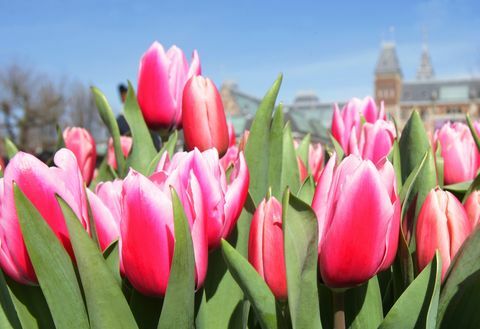 Tulip Flowers Festival ad Amsterdam