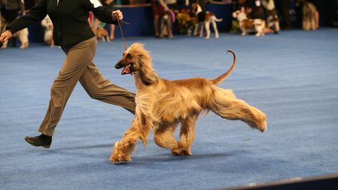 come guardare la mostra canina nazionale