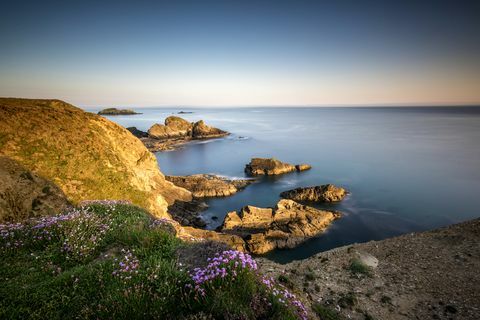 Fiori selvaggi sulle scogliere del sentiero costiero del Pembrokeshire a Nine Wells vicino a St Davids, Galles