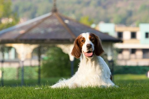 setter irlandese rosso e bianco