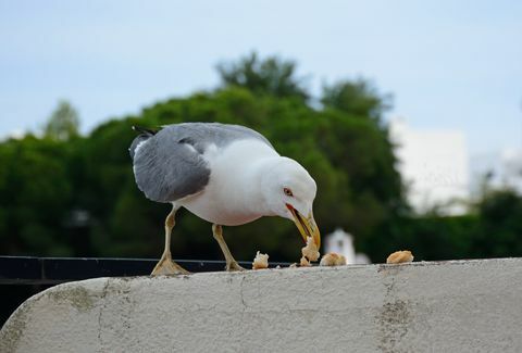 Gabbiano che mangia pane, Albufeira, Portogallo.