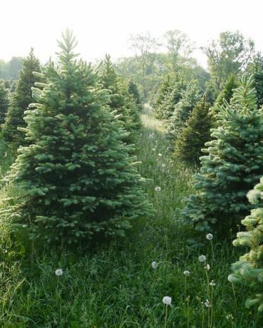 vero albero di natale