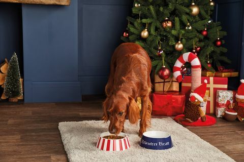 aldi lancia una gamma conveniente di regali di Natale per animali domestici e i prezzi partono da £ 199