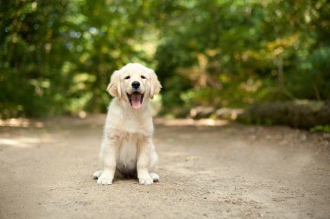 Cucciolo Labrador