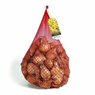 Country Living 2,5 kg di giunchiglie gialle del Regno Unito