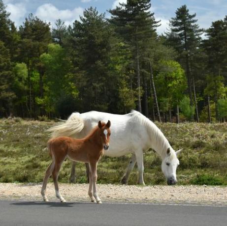 trasferirsi nella nuova foresta pony e puledro