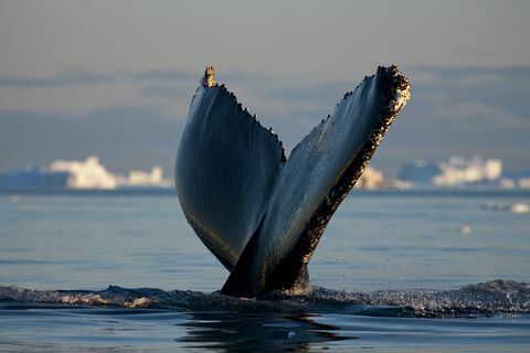 il sole di mezzanotte illumina la megattera megaptera novaeangliae durante le immersioni tra gli iceberg da jakobshavn isfjord nella baia di disko la sera d'estate, ilulissat, groenlandia