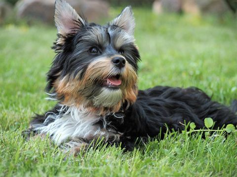 yorkshire terrier che si rilassa sul campo erboso