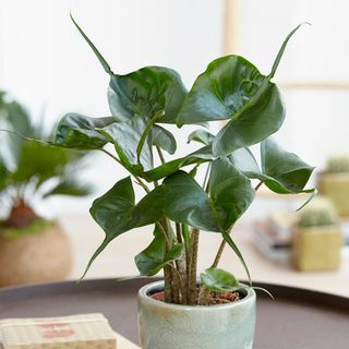 Pianta di orecchio di elefante grande 'Stingray' da 40 cm | Alocasia Macrorrhiza | Vaso da 12 cm | Dalla teoria delle piante