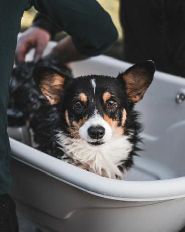 sezione mediana dell'uomo che fa il bagno pembroke welsh corgi nella vasca da bagno