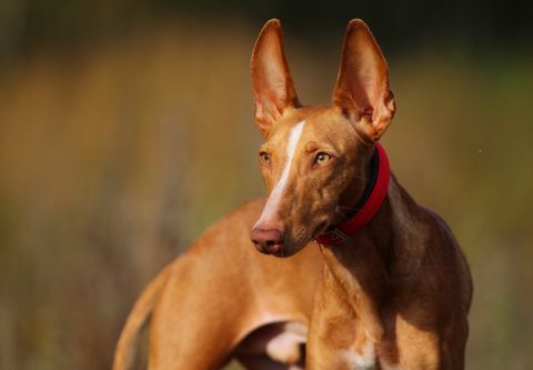 cucciolo di cirneco