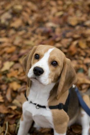 simpatico cucciolo di beagle sulle foglie autunnali che ti guarda