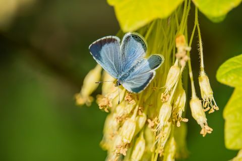 farfalla blu dell'agrifoglio sui fiori di acero in primavera