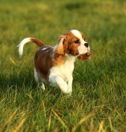 cavalier king charles spaniel