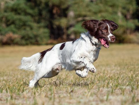 spaniel inglese da salto che gioca