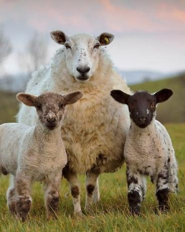 una pecora e 2 agnelli in tarda serata vicino a Markethill, nella contea di Armagh