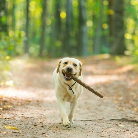 immagine del primo piano di un cane labrador retriever giallo che trasporta un bastone nella foresta