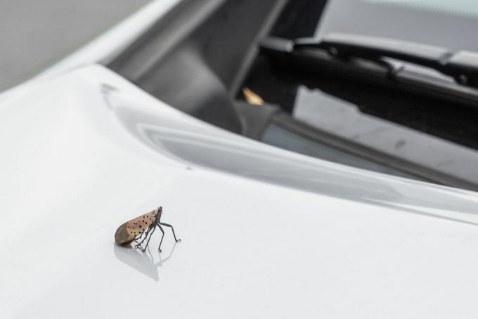 ciò che è avvistato lanternfly su un'auto