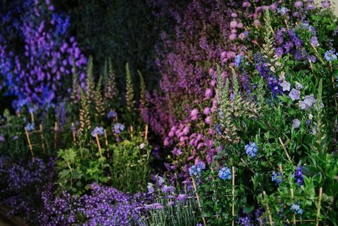 Chelsea Flower Show 2020: date, biglietti e anteprime del giardino degli spettacoli