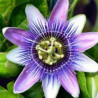 erba ansia passiflora