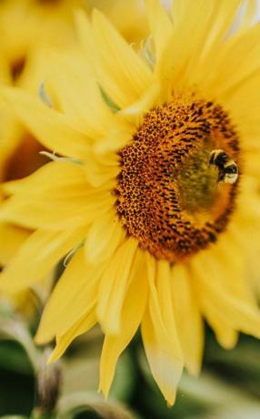 bellissimo campo di girasoli nel Regno Unito ape operaia che raccoglie polline