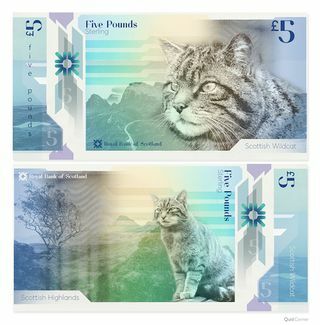 Foto scozzese della banconota del gatto selvatico