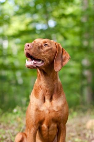 sorridente ritratto di cane vizsla