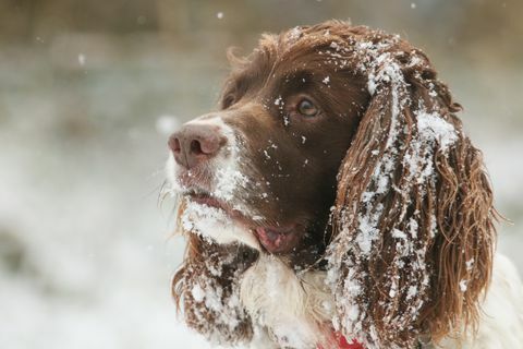 Un colpo di testa carino di un cane Springer Spaniel inglese con neve sulle orecchie e sul viso.