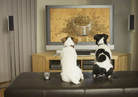 cani che guardano la tv