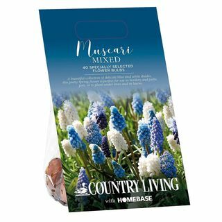 Bulbi misti di Muscari Country Living