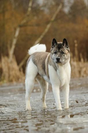 Akita: i migliori cani da guardia