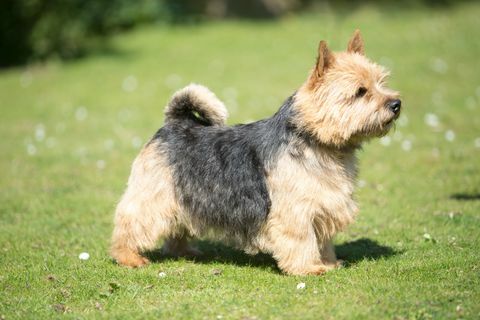 norwich terrier