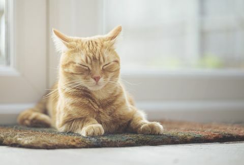 Gatto dello zenzero che dorme sullo zerbino