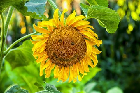 Girasole sorridente