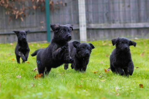 i cani guida registrano una cucciolata di 16 cuccioli