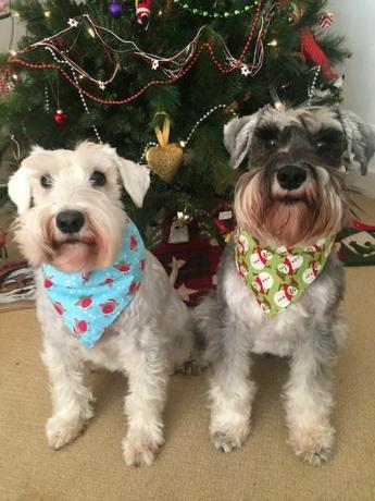 Foto di cani di Natale festivo