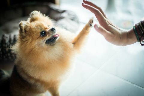 Cucciolo tendendo la zampa